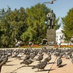 鳩がベランダに巣作りをしている。これって縁起がいいの? ハト研究所